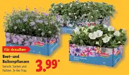 Lidl Beet- und Balkonpflanzen Angebot