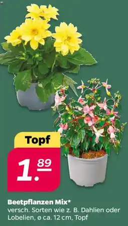 NETTO Beetpflanzen Mix Angebot