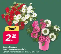 NETTO Beetpflanzen Duo,,Gartenerlebnis❝ Angebot