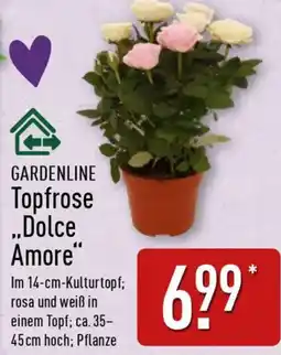 Aldi Nord GARDENLINE Topfrose ,,Dolce Amore" Angebot