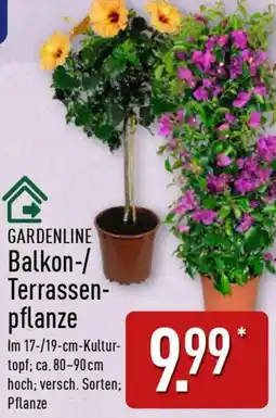 Aldi Nord GARDENLINE Balkon-/ Terrassenpflanze Angebot