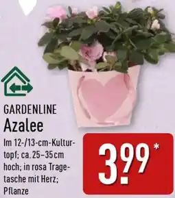 Aldi Nord GARDENLINE Azalee Angebot