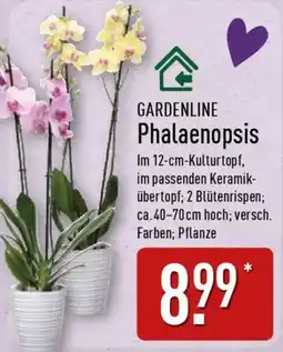 Aldi Nord GARDENLINE Phalaenopsis Angebot