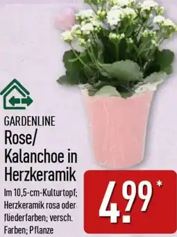 Aldi Nord GARDENLINE Rose/ Kalanchoe in Herzkeramik Angebot