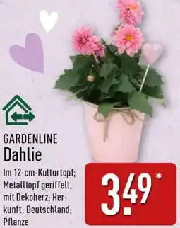 Aldi Nord GARDENLINE Dahlie Angebot