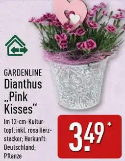 Aldi Nord GARDENLINE Dianthus ,,Pink Kisses" Angebot