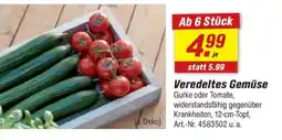 toom Baumarkt Veredeltes Gemüse Angebot