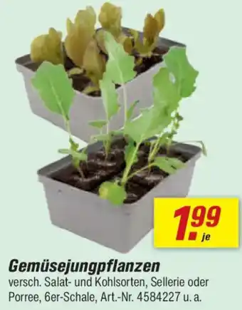 toom Baumarkt Gemüsejungpflanzen Angebot