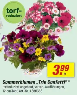 toom Baumarkt Sommerblumen ,,Trio Confetti" Angebot