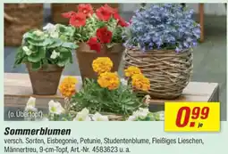 toom Baumarkt Sommerblumen Angebot