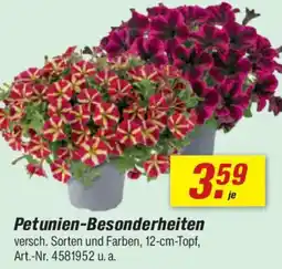 toom Baumarkt Petunien-Besonderheiten Angebot