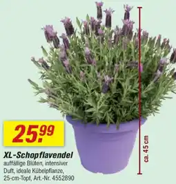 toom Baumarkt XL-Schopflavendel Angebot