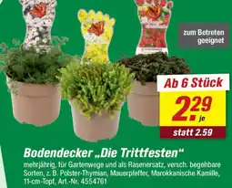 toom Baumarkt Bodendecker ,,Die Trittfesten" Angebot