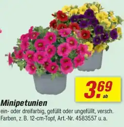 toom Baumarkt Minipetunien Angebot