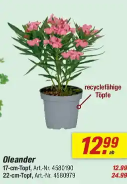 toom Baumarkt Oleander Angebot
