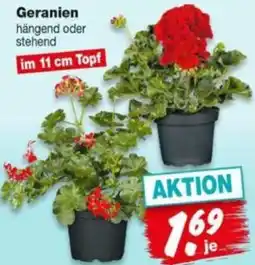 Repo Markt Geranien Angebot