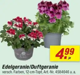 toom Baumarkt Edelgeranie/Duftgeranie Angebot