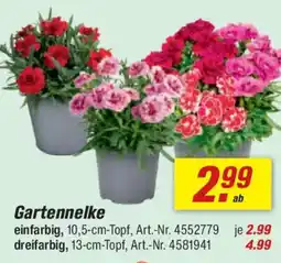 toom Baumarkt Gartennelke Angebot