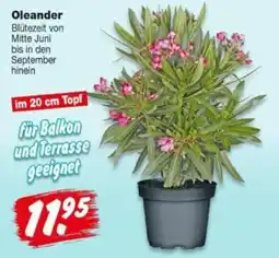 Repo Markt Oleander Angebot