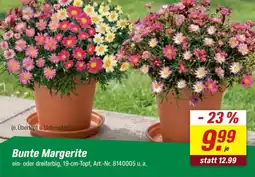 toom Baumarkt Bunte Margerite Angebot