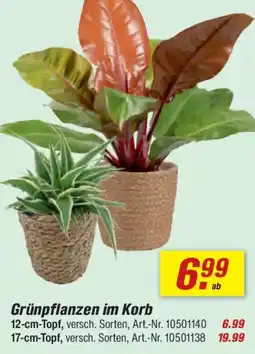 toom Baumarkt Grünpflanzen im Korb Angebot