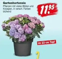 Repo Markt Gartenhortensie Angebot