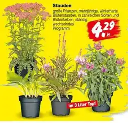 Repo Markt Stauden Angebot