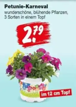 Repo Markt Petunie-Karneval Angebot