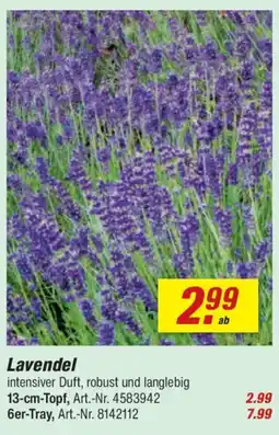 toom Baumarkt Lavendel Angebot