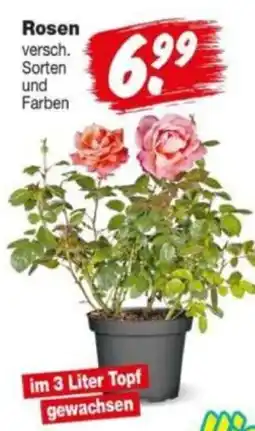 Repo Markt Rosen Angebot