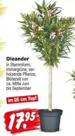 Repo Markt Oleander Angebot