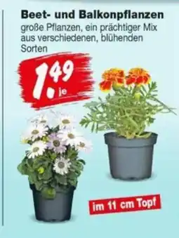 Repo Markt Beet- und Balkonpflanzen Angebot