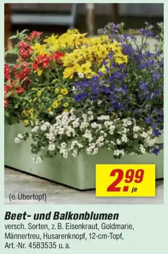 Beet- und Balkonblumen