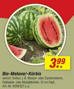 toom Baumarkt Bio-Melone/-Kürbis Angebot