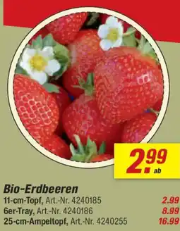 toom Baumarkt Bio-Erdbeeren Angebot