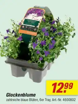 toom Baumarkt Glockenblume Angebot