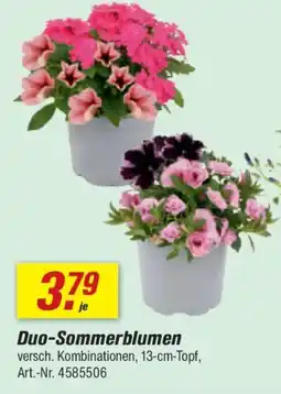 toom Baumarkt Duo-Sommerblumen Angebot