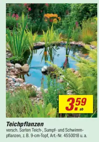 Teichpflanzen