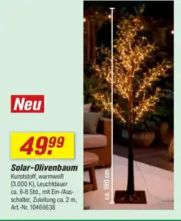 toom Baumarkt Solar-Olivenbaum Angebot