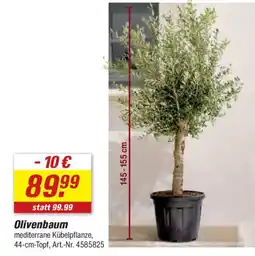 toom Baumarkt Olivenbaum Angebot