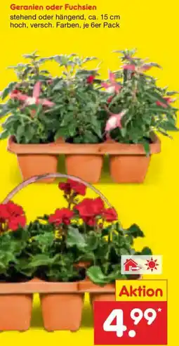 Netto Marken-Discount Geranien oder Fuchsien Angebot