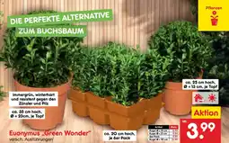 Netto Marken-Discount Euonymus „Green Wonder" Angebot