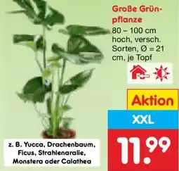 Netto Marken-Discount Große Grünpflanze Angebot