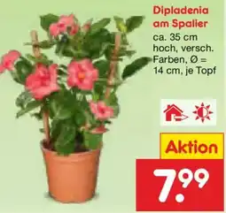 Netto Marken-Discount Dipladenia am Spalier Angebot