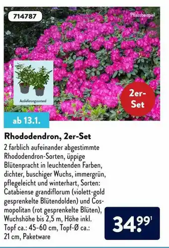 Aldi Nord Rhododendron, 2er-set Angebot