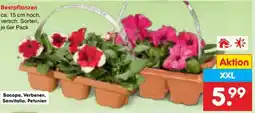 Netto Marken-Discount Beetpflanzen Angebot