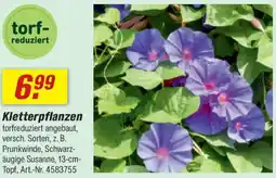 toom Baumarkt Kletterpflanzen Angebot
