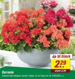 toom Baumarkt Geranie Angebot