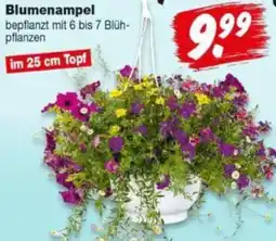 Repo Markt Blumenampel Angebot