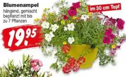 Repo Markt Blumenampel Angebot
